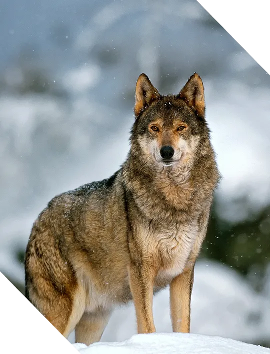 aws migrations graphic