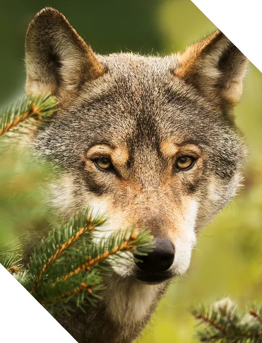 Cloud Security thumbnail