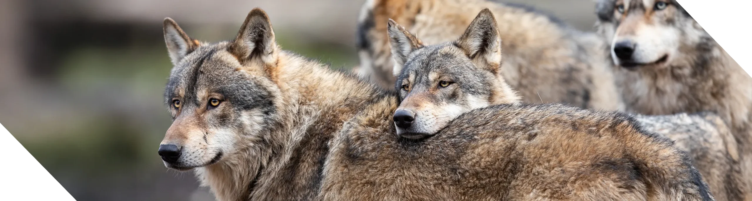 From Startup to Enterprise Graphic