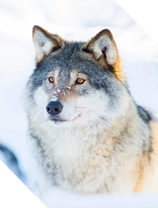 Mobilization for the Cloud