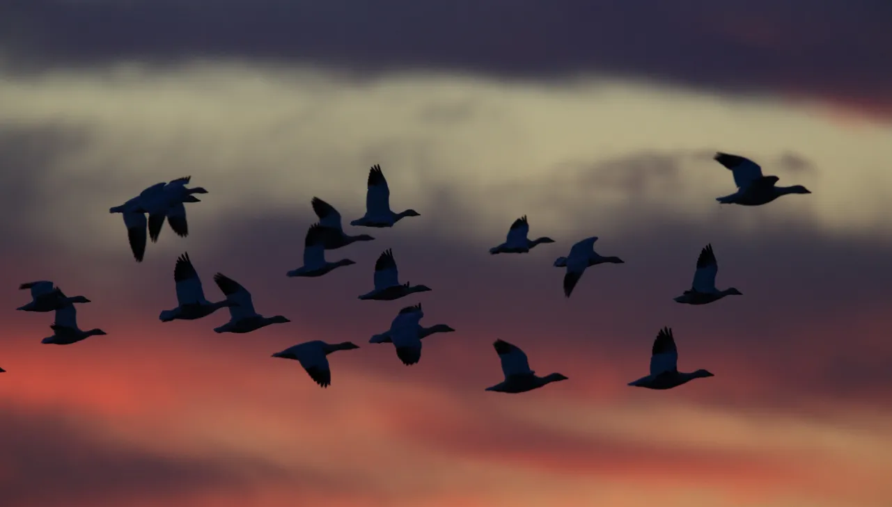 Why Migrate to AWS ?